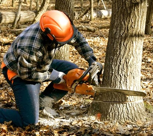 Tree Removal in Oak Brook, IL
